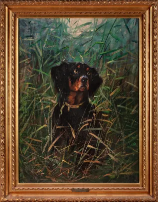 Gordonsetter på jakt